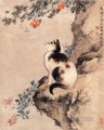 Gato Shenquan chino tradicional